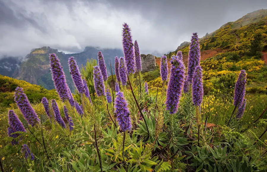 3-Day Madeira Island Itinerary for First-Timers