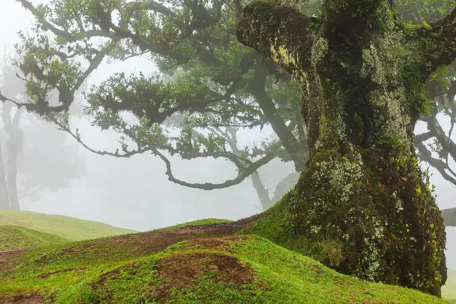 Madeira Island Weather, Wind, Heat and Crowds: How to Plan Around Them