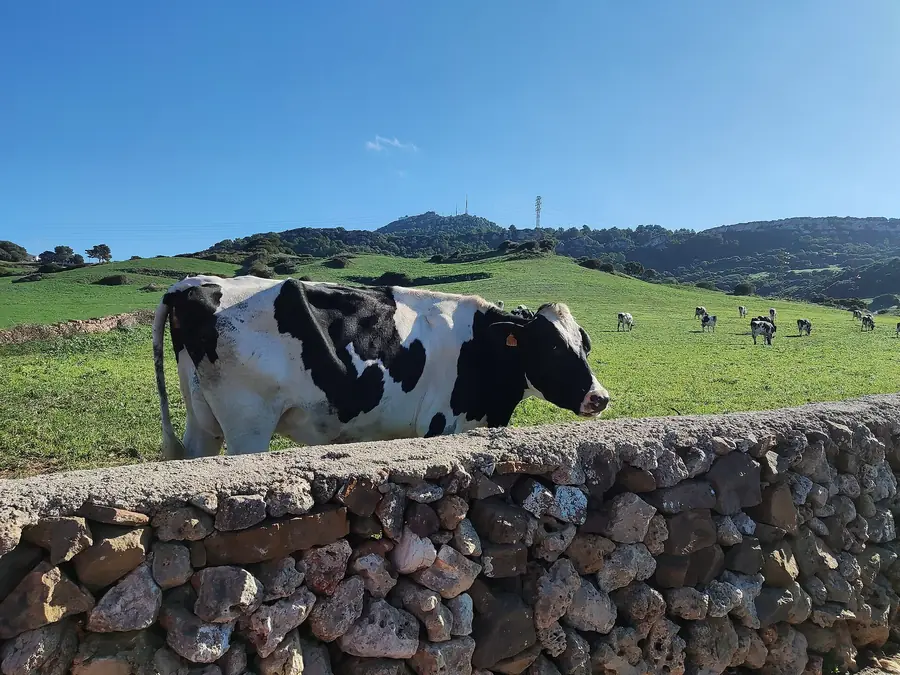 Guide de l'intérieur de Minorque : Es Mercadal, Monte Toro et Alaior