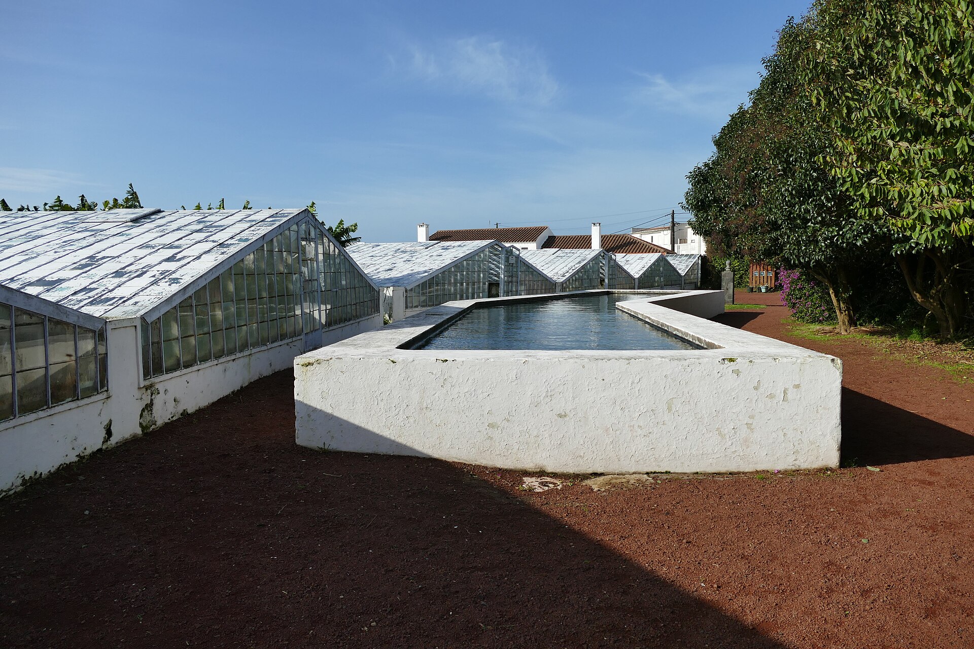 Tea Plantations & Pineapple Greenhouses in São Miguel