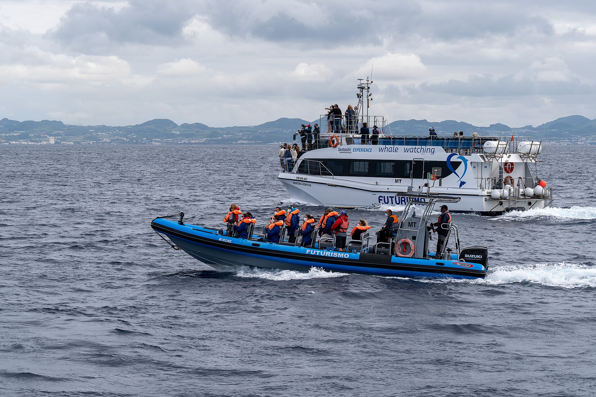 Whale Watching in São Miguel: Season, Tips & Operators